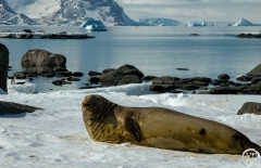 Southern elephant seal, Signy Island South Orkney Islands of Ant
