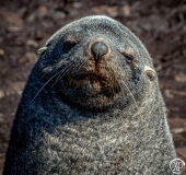 Antarctic-Mammals-16