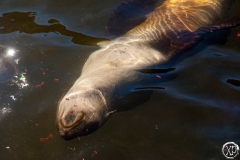 Antarctic-Mammals-20