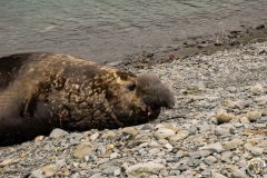 Antarctic-Mammals-6