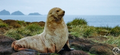 Antarctic-Mammals-8