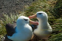 Antartic-Seabirds-14