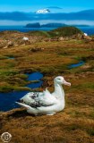 Wandering Albatross, Bird Island South Georgia