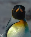 Antartic-Seabirds-2