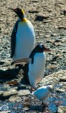 Antartic-Seabirds-21