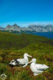 Antartic-Seabirds-23