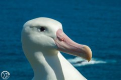 Antartic-Seabirds-26