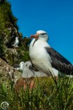 Antartic-Seabirds-27