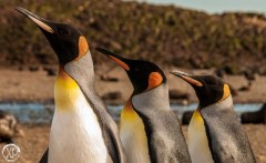 King Penguins, Bird Island South Georgia