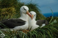 Antartic-Seabirds-35