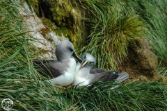 Antartic-Seabirds-36