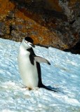 Antartic-Seabirds-4