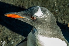 Antartic-Seabirds-40