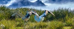 Antartic-Seabirds-41