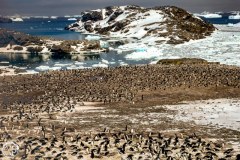 Antartic-Seabirds-6