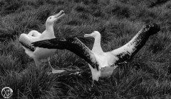 Antartic-Seabirds-7