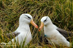 Antartic-Seabirds-9