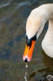 European-and-North-American-Animals-2