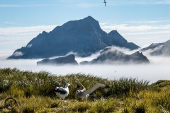 Antarctic-and-Sub-Antarctic-landscanpes-31