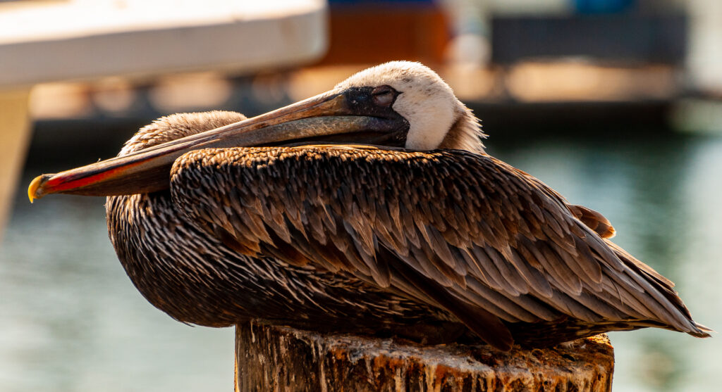 Pelecanus occidentalis taking a nap in the late afternoon sunshine, at the Monterey Bay pier. Taken on a trip to ICCB conference IUCN: Least Concern, No Bait used