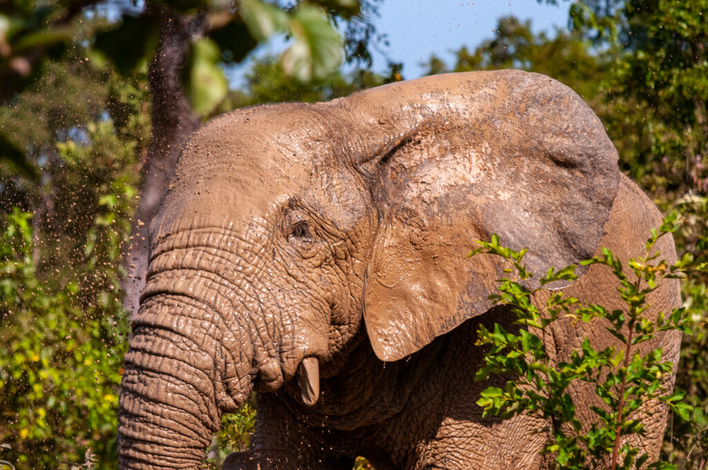 Loxodonta Africana Taking a mudbath. Taken on a 18 month motorcycle trip around the world. IUCN: Vulnerable No bait used