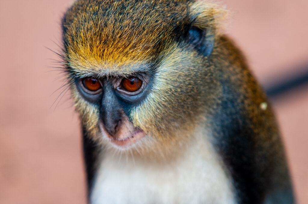 Cercopithecus mona, The villagers share food and the monkeys are considered sacred. The monkeys in the sanctuary are protected by the traditional laws of the area and cannot be killed or harmed as such they will approach people. Taken on a 18 month motorcycle trip around the world. IUCN: Least Concern,  No Bait used, habituated wild animals