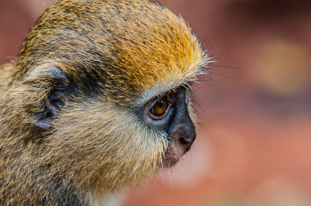 Cercopithecus mona, The villagers share food and the monkeys are considered sacred. The monkeys in the sanctuary are protected by the traditional laws of the area and cannot be killed or harmed as such they will approach people. Taken on a 18 month motorcycle trip around the world.IUCN: Least Concern,  No Bait used, habituated wild animals